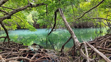 Mangrove de Martinique vue en kayak