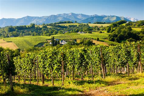Vignobles du Jurançon près de Pau