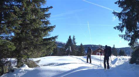 Skieurs freeride entre sapins et combes vierges
