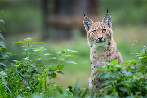 Animaux sauvages dans les parcs croates