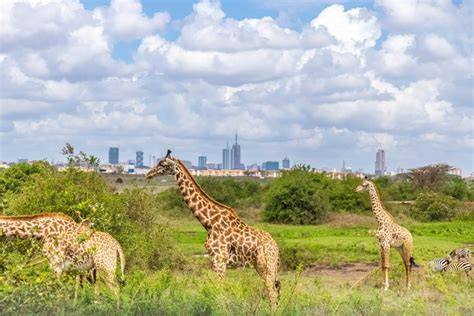 Girafes devant la skyline de Nairobi