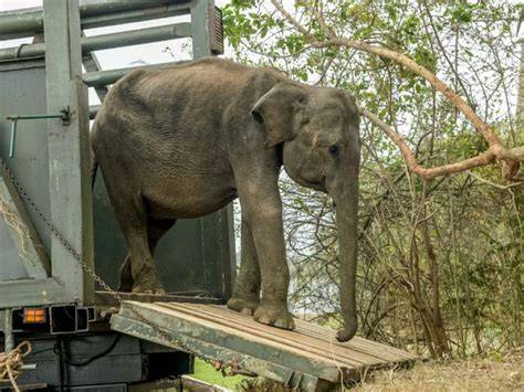 Éléphanteaux orphelins au centre DSWT