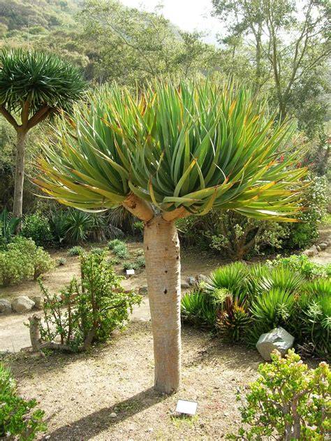Dragonnier Dracaena draco au Cap-Vert