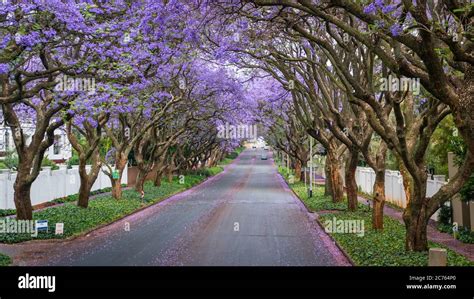 Jacarandas en fleurs dans Johannesburg