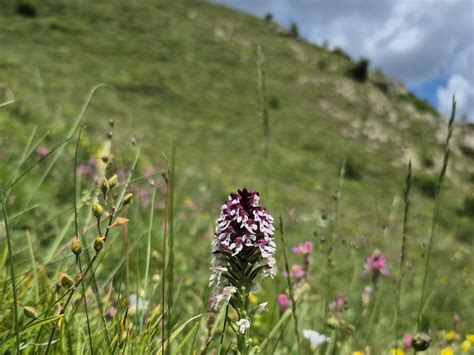 Orchidée sauvage dans les prairies de Chartreuse
