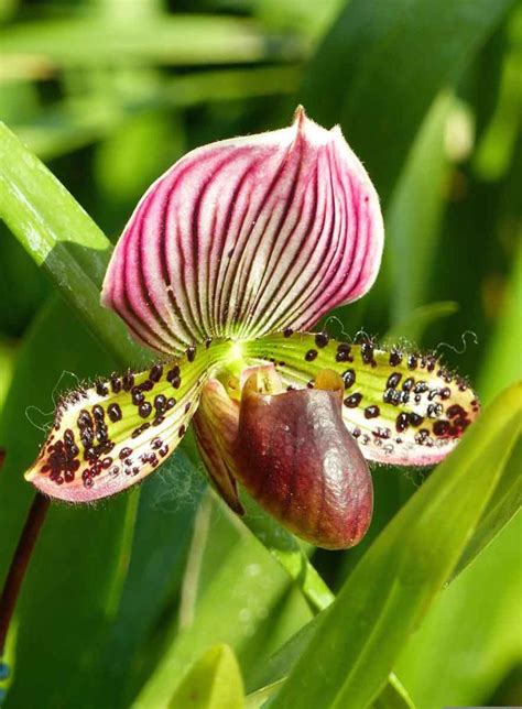 Sabot de Vénus orchidée protégée Chartreuse