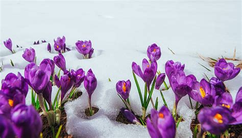 Crocus violet après la fonte des neiges