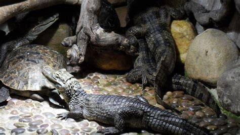 Vivarium pythons boas crocodiles Zoo Mescoules