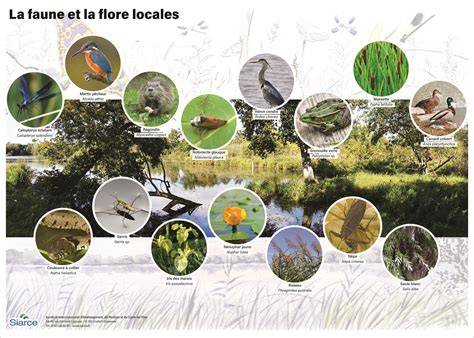 Faune et flore des étangs vosgiens