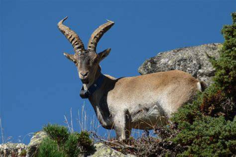 Carte du bouquetin ibérique dans les Pyrénées