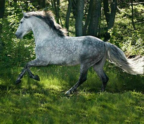 Cheval bai alezan gris anatomie