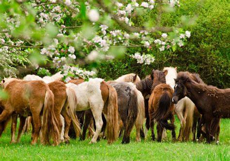 Chevaux vivant en troupeau au pré