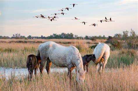 Cheval camarguais dans les marais