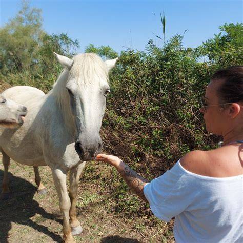 Traversée du Petit Rhône avec chevaux
