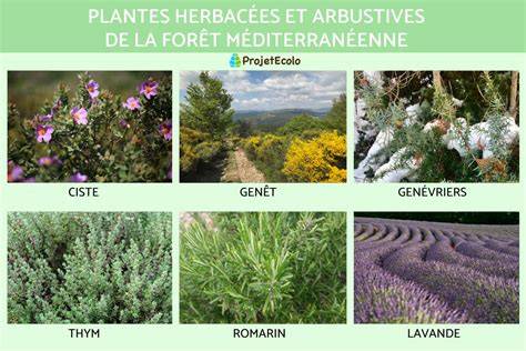 Inventaire flore méditerranéenne Porquerolles