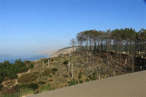 La Guitoune entre forêt et océan