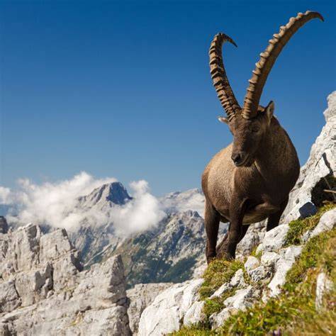 Bouquetin dans les prairies alpines italiennes