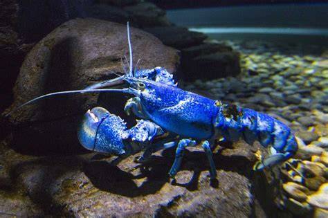 Homard bleu aquarium de Shippagan