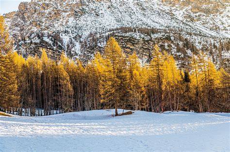 Forêt enneigée et falaise près d’Avoriaz