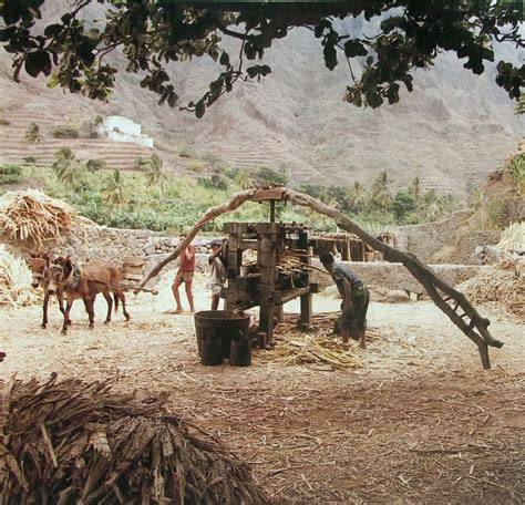 Trapiche traditionnel production grog Santo Antão