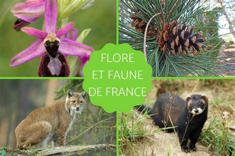 Faune et flore du Gran Sasso