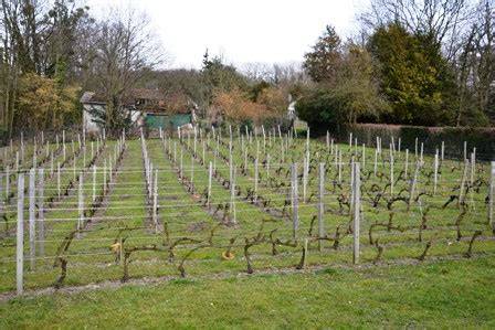 Vigne communale sur les coteaux de Taverny