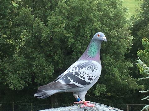 pigeon voyageur marron plumage brun
