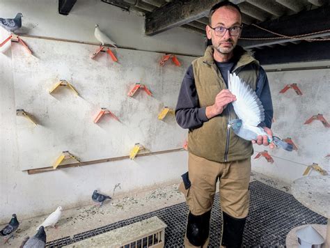 colombier traditionnel pigeons voyageurs