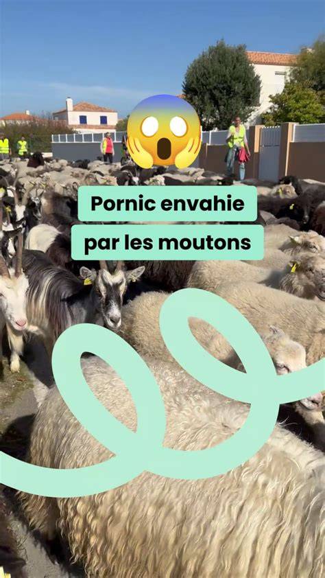 Balade de moutons à Brétigny-sur-Orge