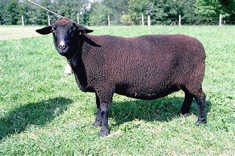 Moutons Noire du Velay en éco-pâturage