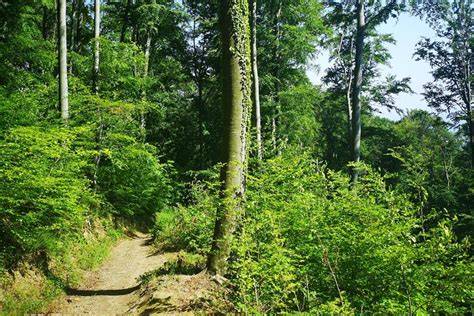 Forêts du parc naturel de Medvednica