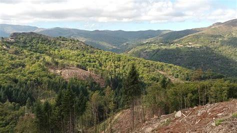 Reforestation de la forêt d’Ajoux en Ardèche