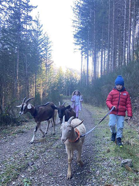 Mini-ferme avec chèvres et enfants