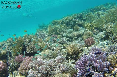 Snorkeling dans les récifs coralliens de Hurghada
