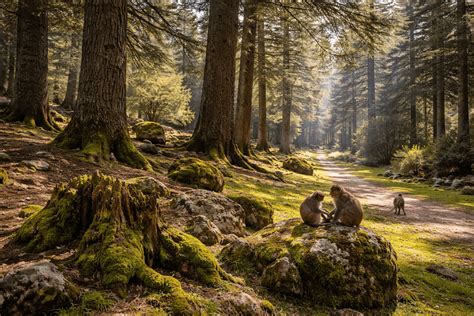 Forêt de cèdres autour d’Azrou