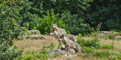 Loups dans la forêt des Monts de Guéret