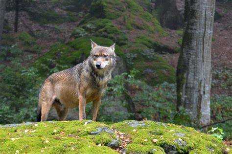 Affût d’observation des loups en forêt