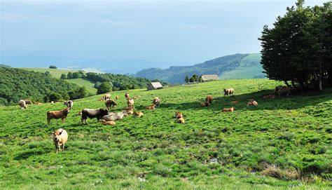 Élevage bovin dans les prairies de l’Aubrac