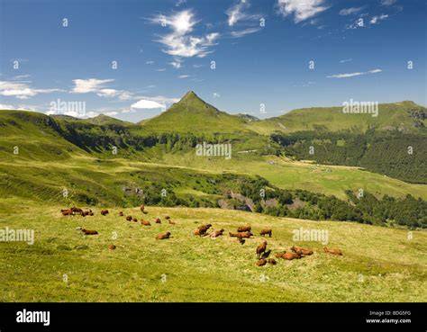 Vaches Salers dans les pâturages du Cézallier