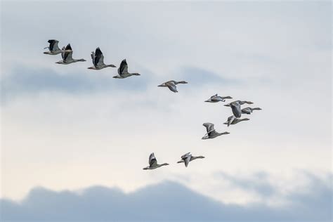 Oiseaux migrateurs au-dessus des vasières