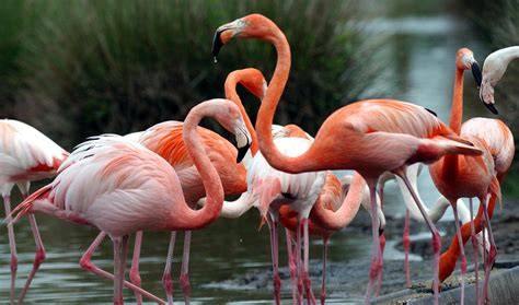 Flamants roses et oiseaux migrateurs du Banc d’Arguin