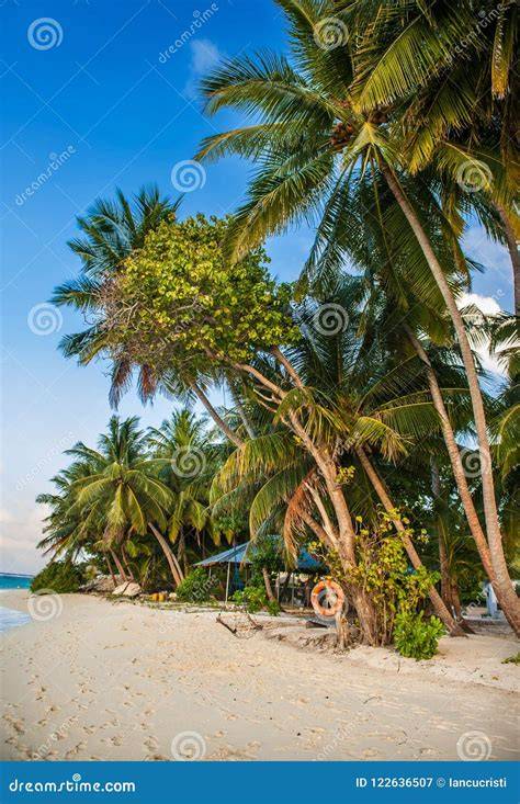 Plage tropicale des Maldives en janvier