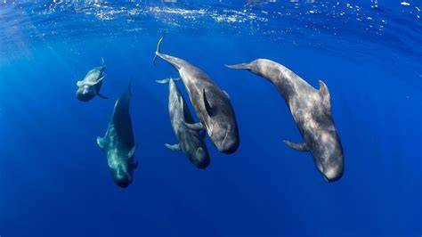 Observation baleines dauphins Tenerife